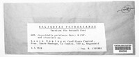 Image of Coccoidella pulvinata